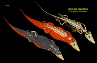 Illustration for article titled See The Most Detailed Images Ever Taken Of A Crocodile's Insides